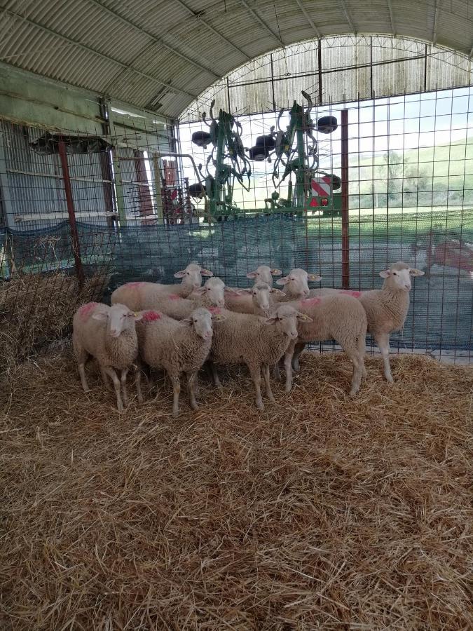 La Quinta Decima Bioagriturismo Fattoria Spedaletto ภายนอก รูปภาพ