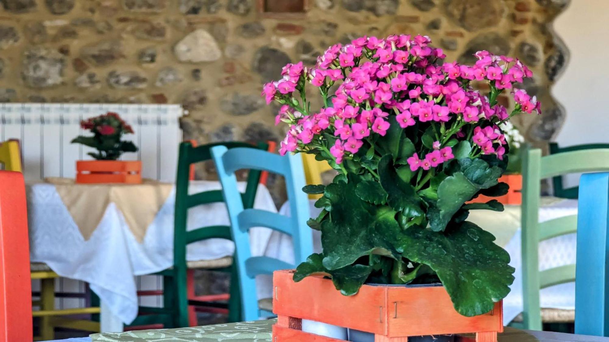 La Quinta Decima Bioagriturismo Fattoria Spedaletto ภายนอก รูปภาพ