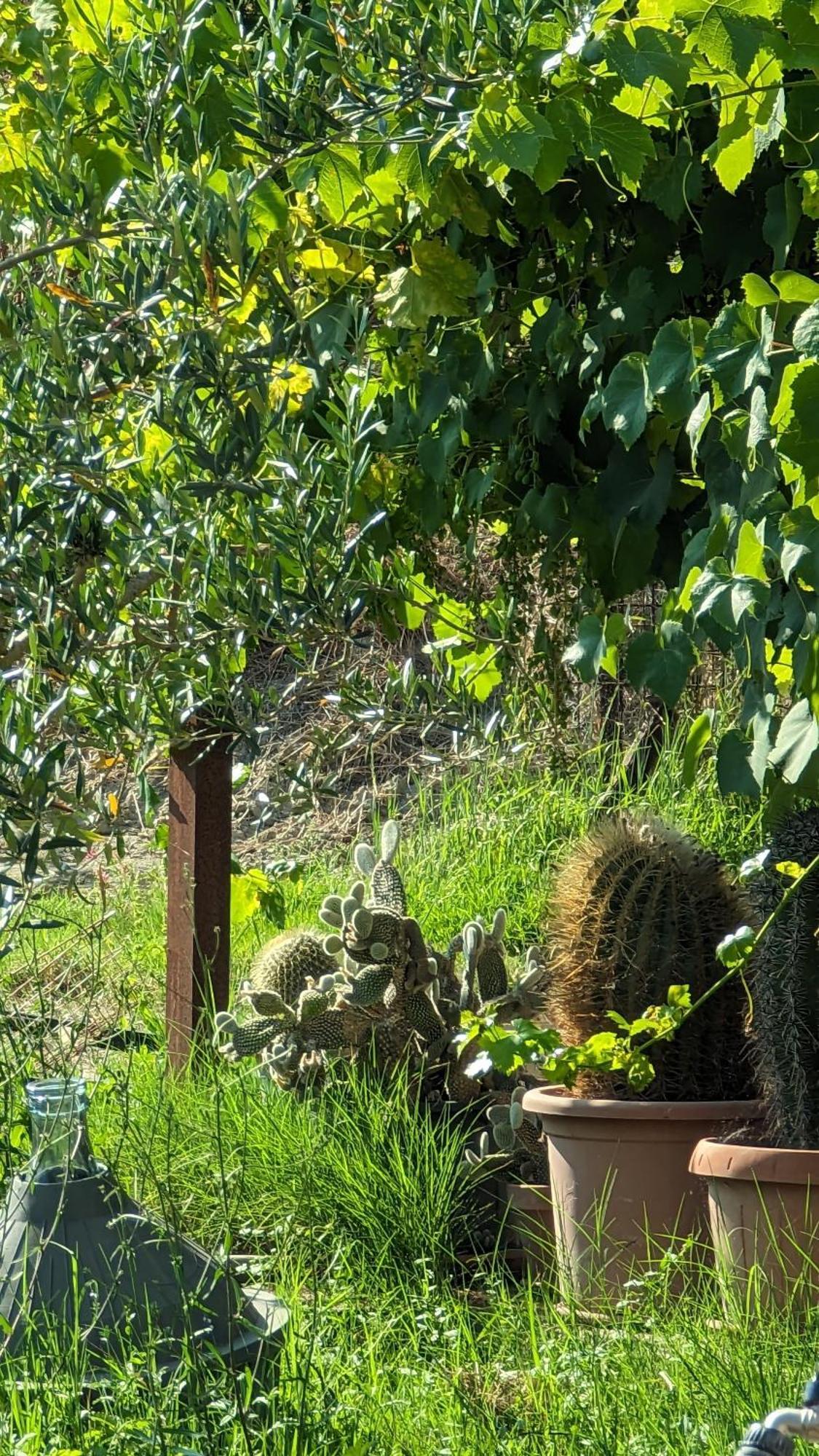 La Quinta Decima Bioagriturismo Fattoria Spedaletto ภายนอก รูปภาพ